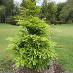 Metasekvoja čínska (Metasequoia glyptostroboides) ´HAMLET´S BROOM´, výška 40-60 cm, kont. C3L